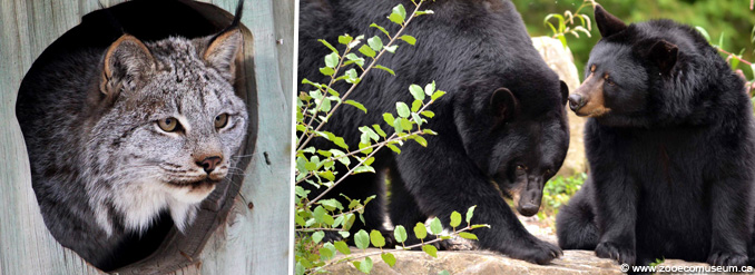 10 activit&eacute;s &agrave; faire avec des ados &agrave; Montr&eacute;al