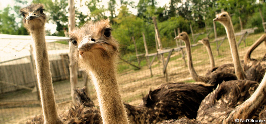 D&eacute;couvrir les Laurentides