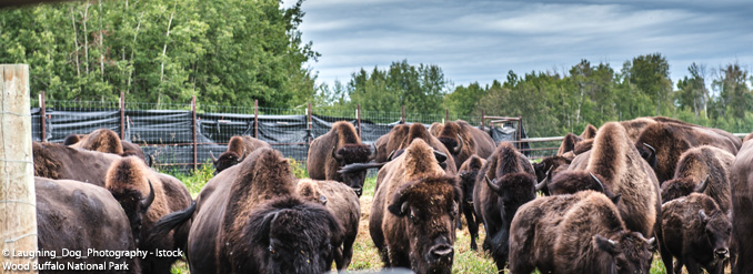 5 parcs naturels &eacute;blouissants &agrave; voir en Alberta
