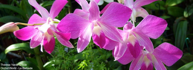 &Agrave; la d&eacute;couverte de 5 merveilleux jardins des Cara&iuml;bes 