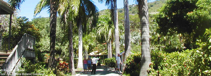 &Agrave; la d&eacute;couverte de 5 merveilleux jardins des Cara&iuml;bes 