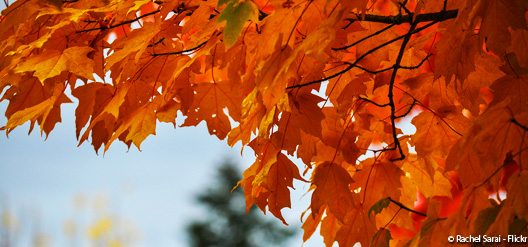 Couleur de l'auntomne