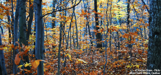 Couleur de l'auntomne