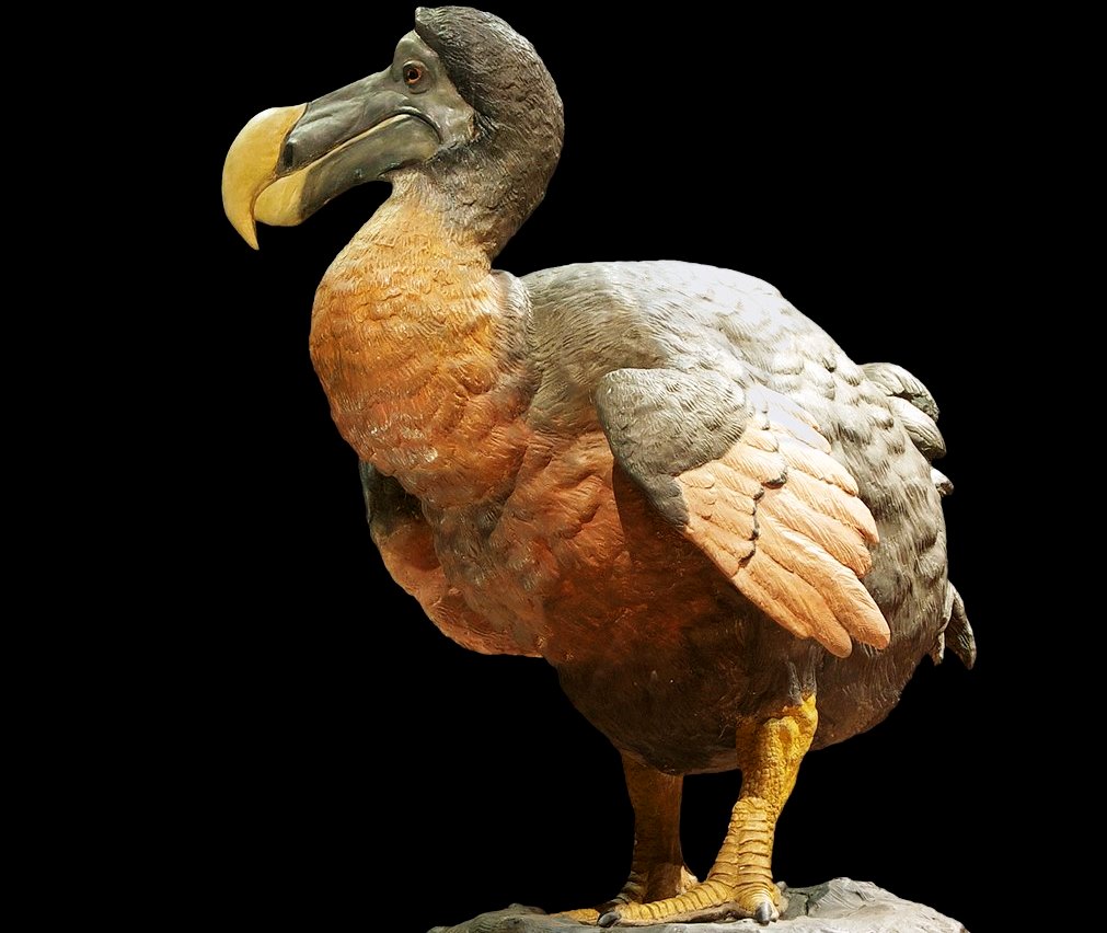 Modèle de dodo en cire et plâtre, réalisé par les taxidermistes du Muséum National d'Histoire Naturelle de Paris au milieu du XIXème siècle.Par Jebulon — Travail personnel, CC0 