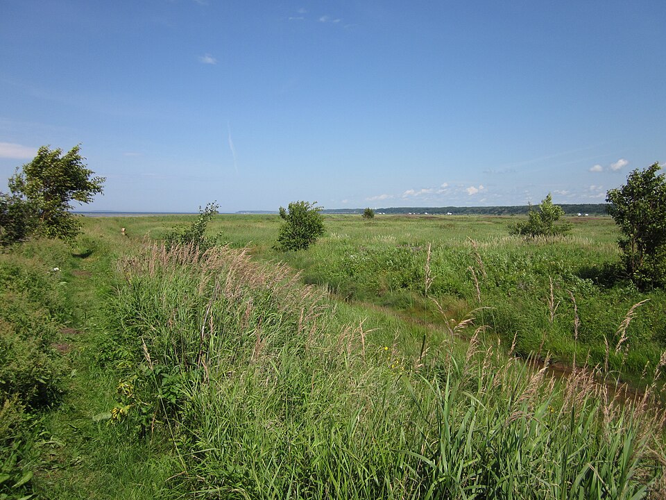 Marais de la réserve nationale de faune de la Baie-de-L’Isle-Verte. Par Fralambert — Travail personnel, CC BY-SA 3.0