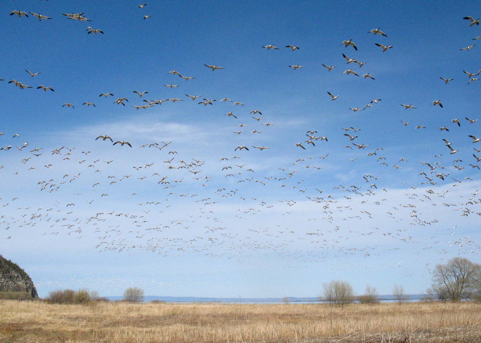 Vol d'oies. Par Gilbert Bochenek — Travail personnel, CC BY-SA 3.0, 