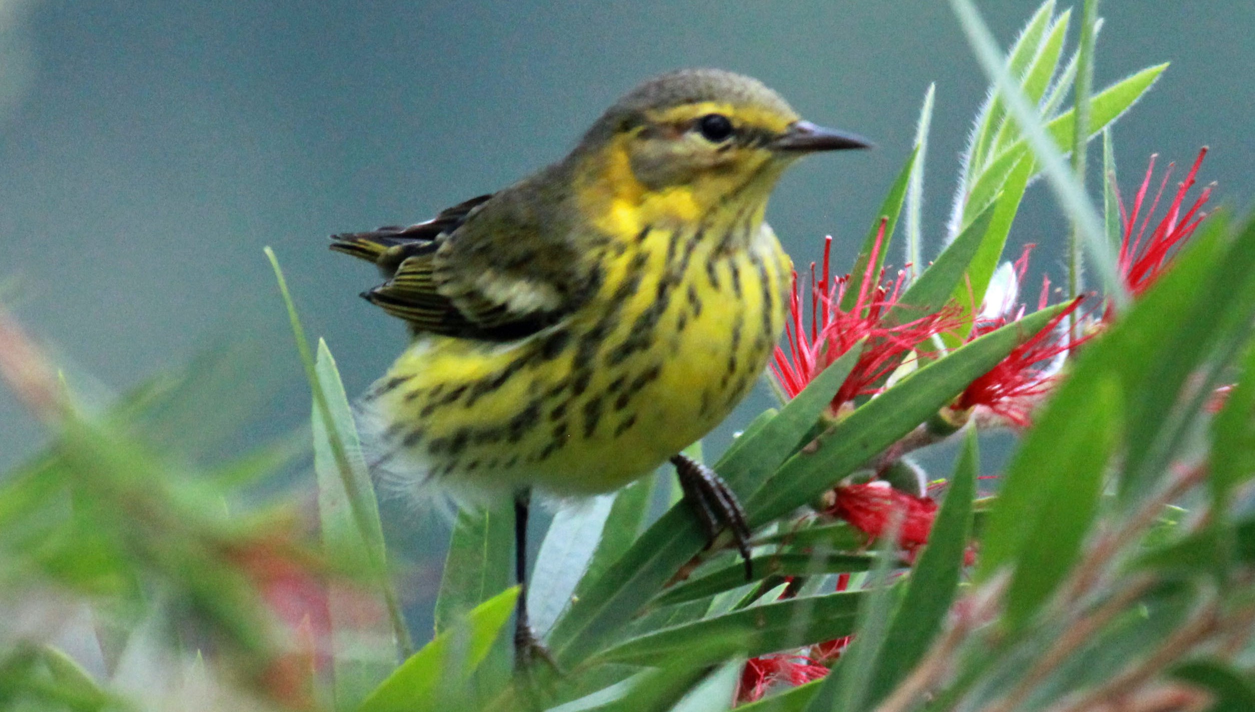 Paruline tigrée, femelle, une des espèces qu'on trouve à Cape Cod - domaine public
