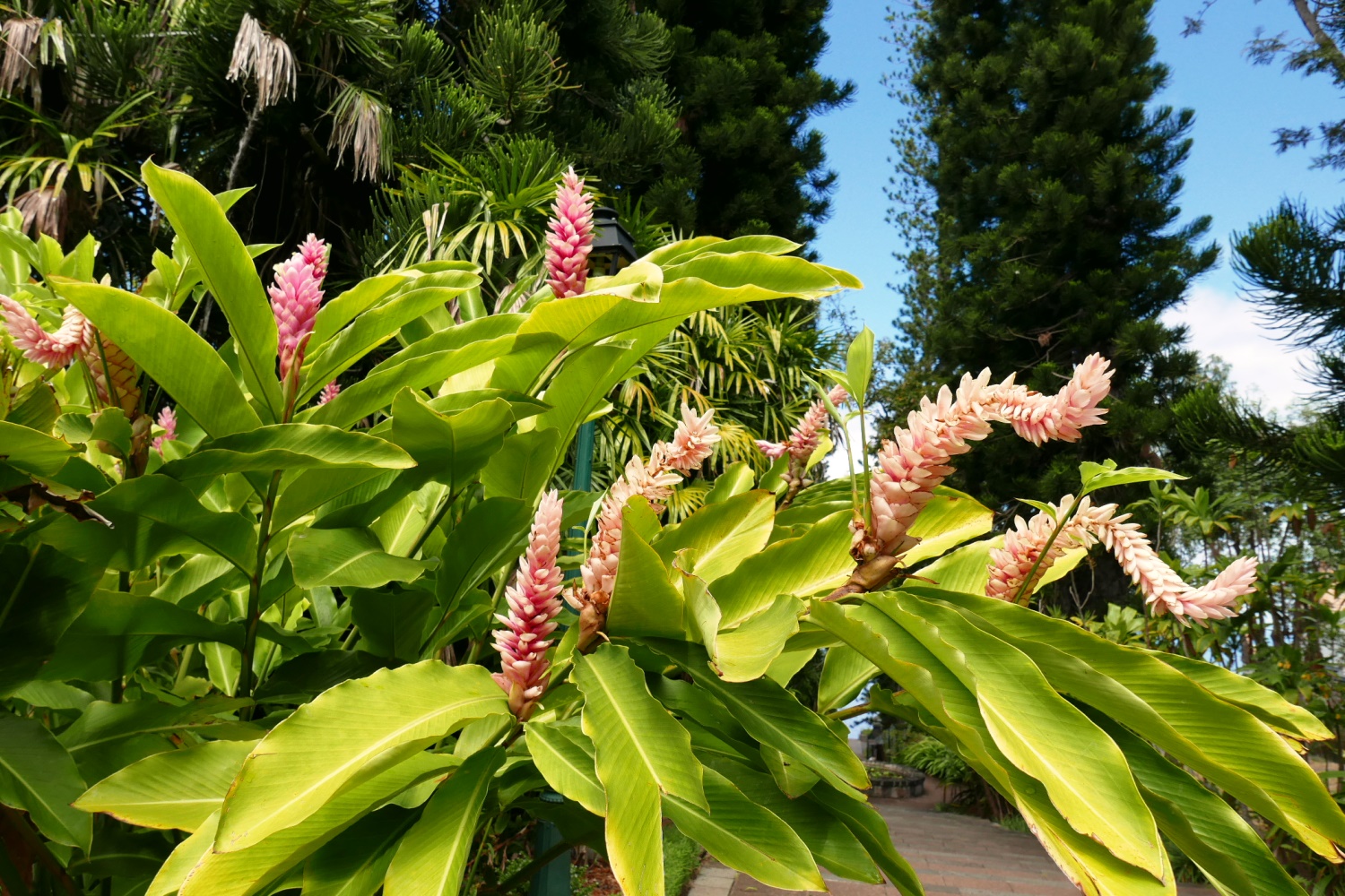 À la recherche de la beauté des jardins du monde