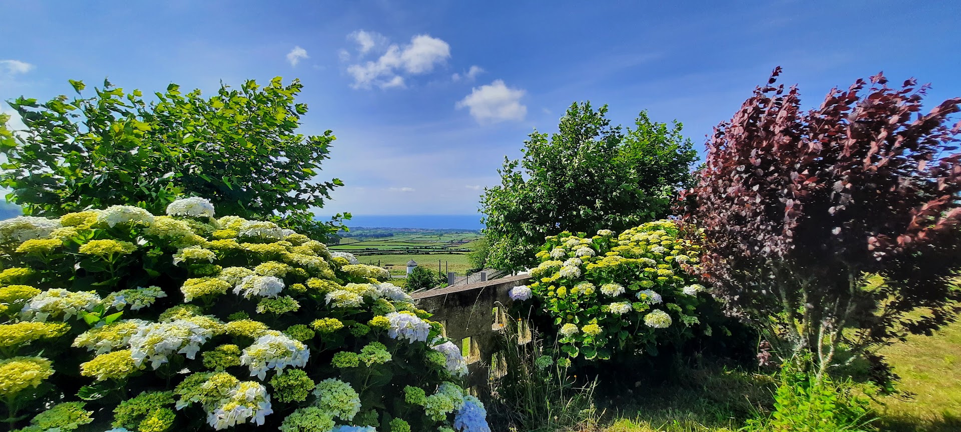 Hortensias sur l'île de Terceira, archipel des Açores, Portugal. Photo  © Daniel Desjardins
