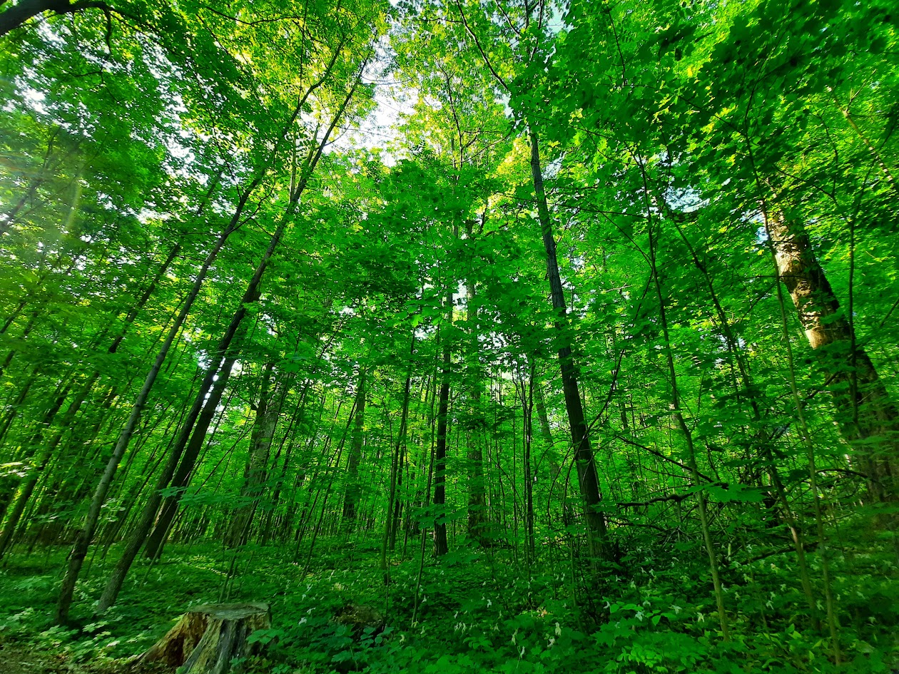 La forêt du Mont-Royal au printemps, Montréal, Québec. Photo © Daniel Desjardins