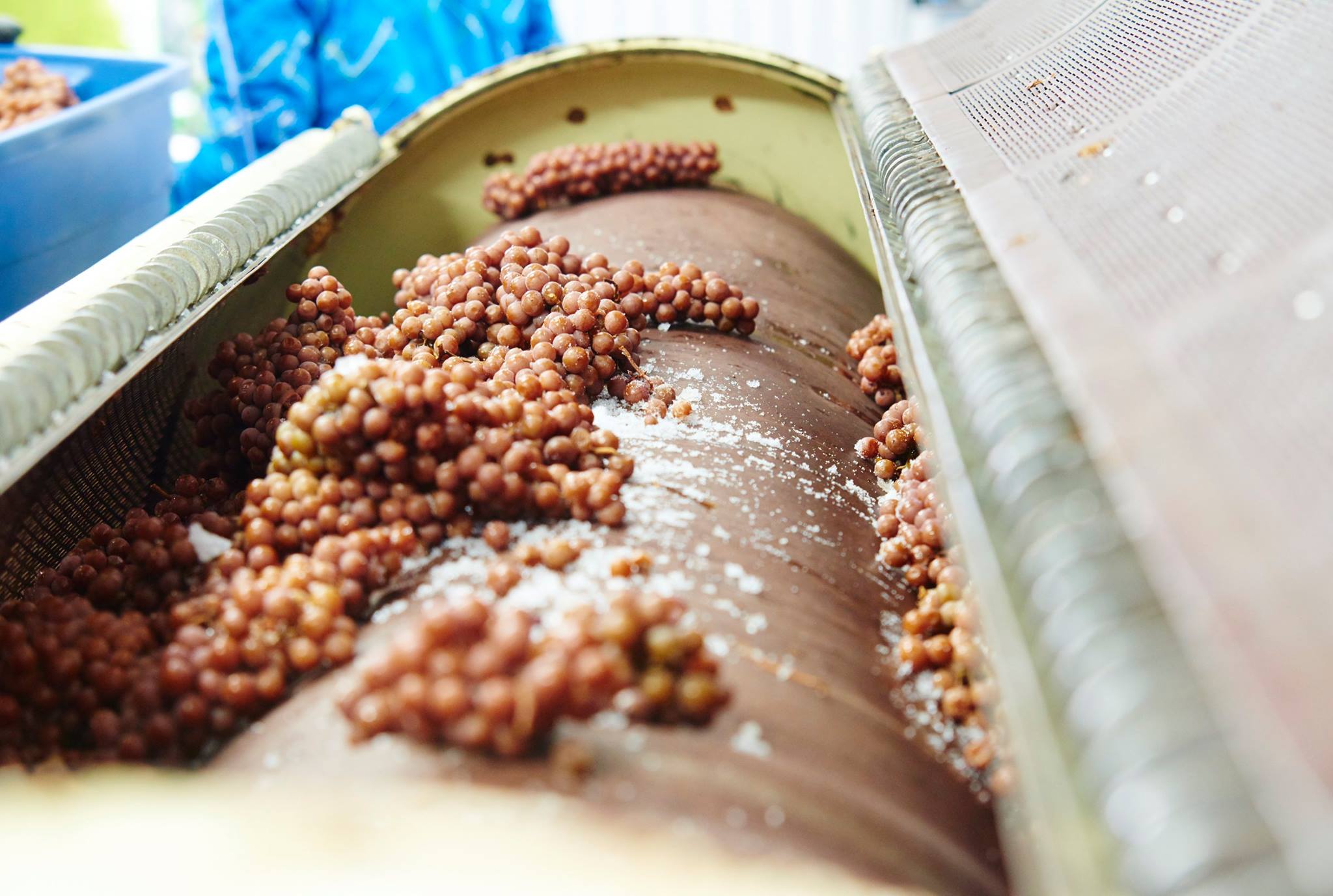 Au vignoble le Marathonien, des raisins qui viennent d'&ecirc;tre r&eacute;colt&eacute;s et serviront &agrave; fabriquer le vin de glace