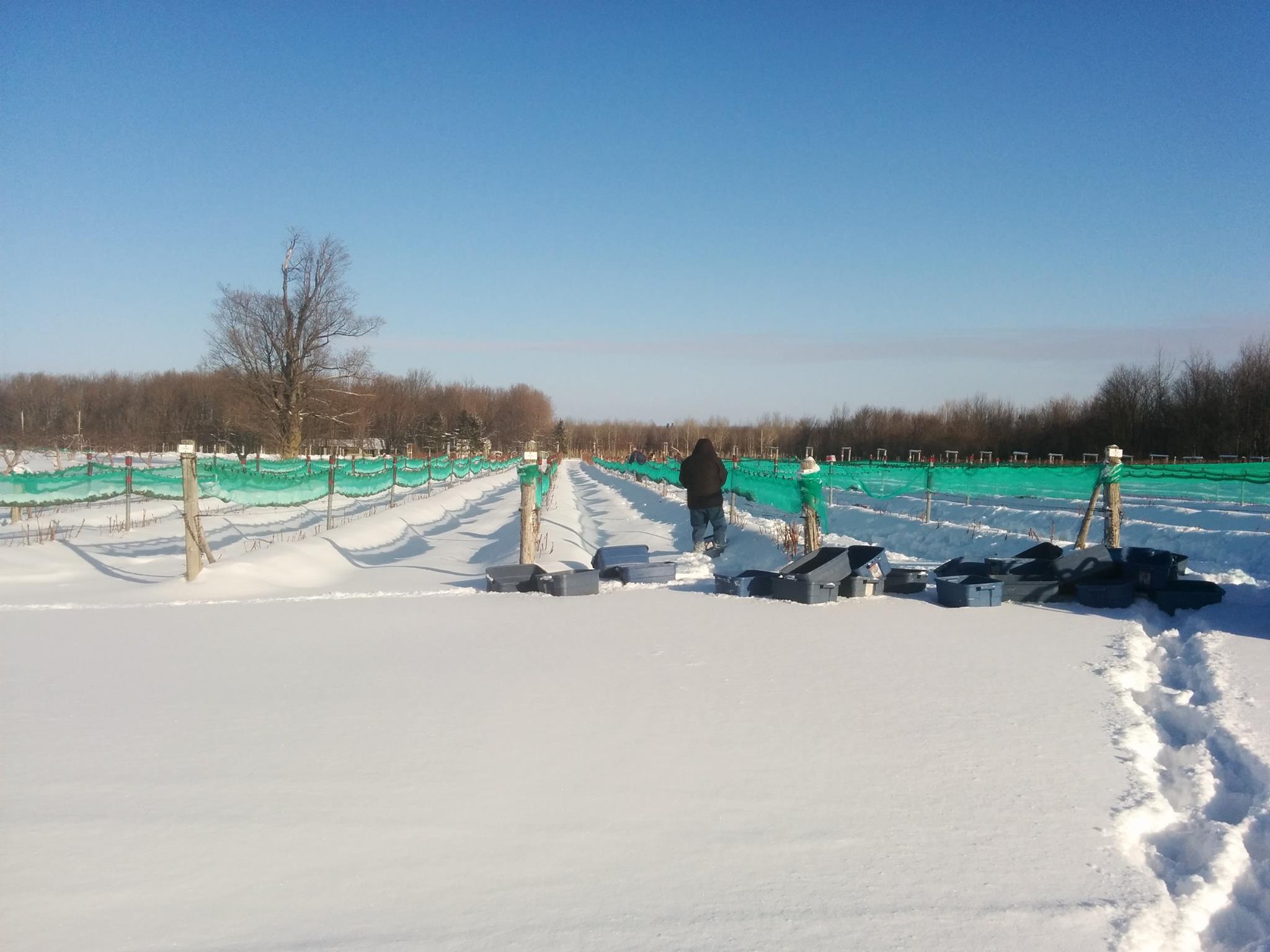 Comment est fabriqué le vin de glace?