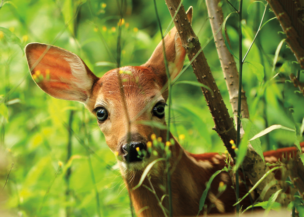 Empreintes des animaux du Québec
