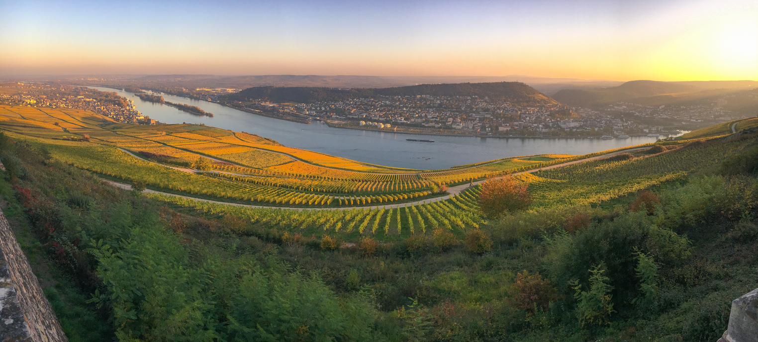 Des vins d’exception en Rhénanie-Palatinat