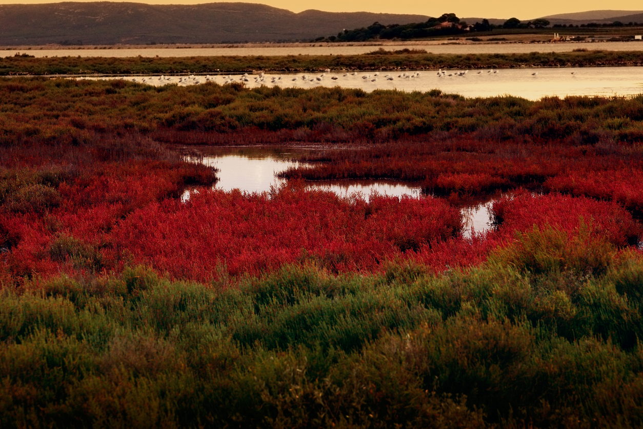 La Camargue