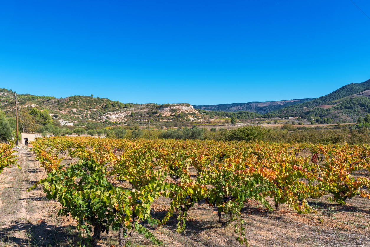 Vignoble à Siurana, près de Tarragona, en Catalogne.  © iStock / Gerold Grotelueschen