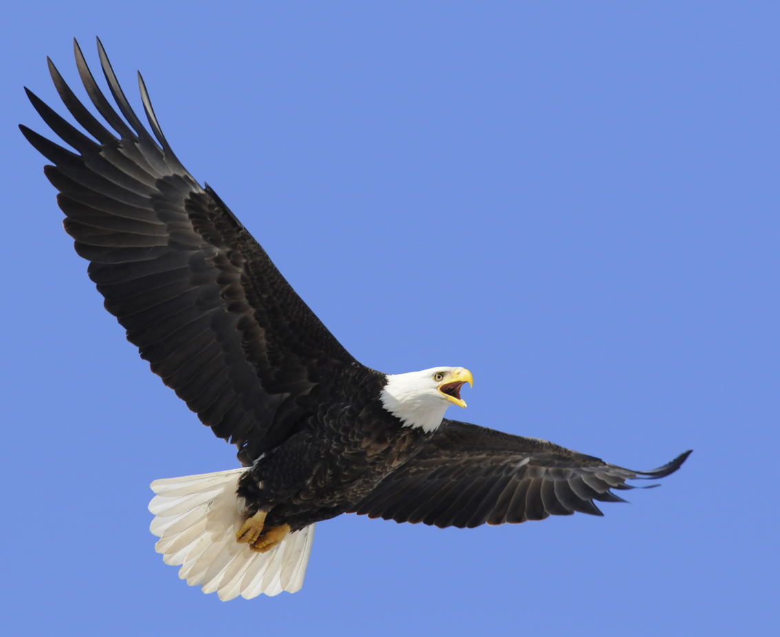 Le pygargue à tête blanche (Haliaeetus leucocephalus)