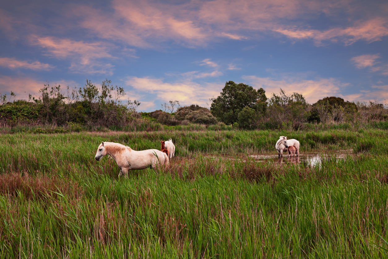 Des chevaux blancs dans le Parc naturel régional de Camargue © iStock / ermess