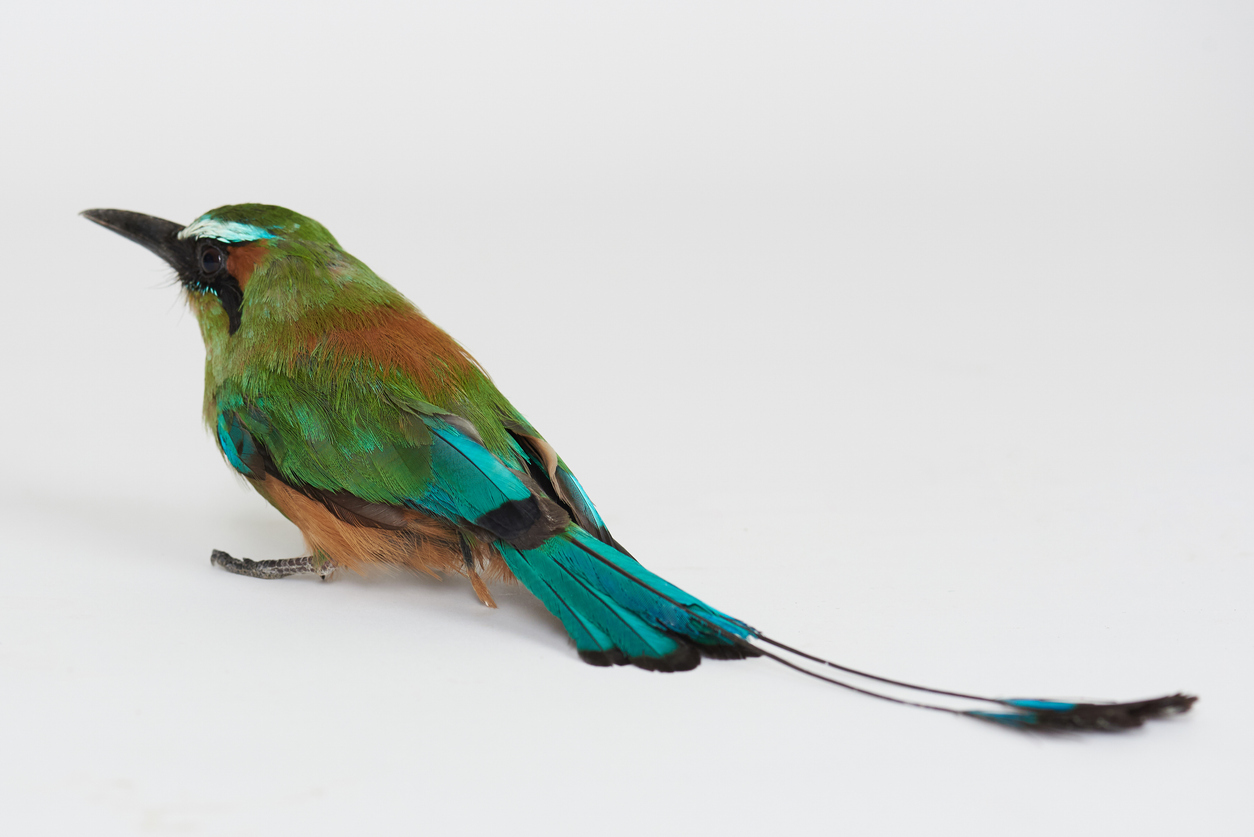Le guardabarranco, oiseau symbole du Nicaragua. © iStock / dimarik