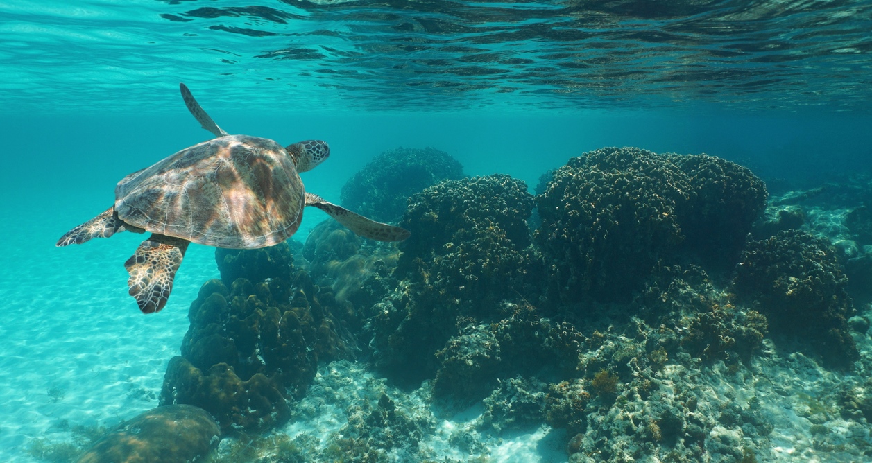 Périodes de ponte des tortues au Costa Rica