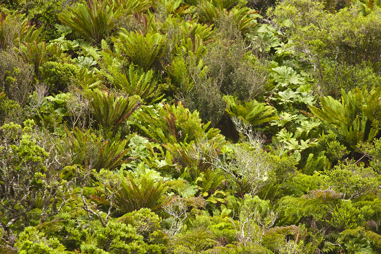 L’île de Robinson Crusoé