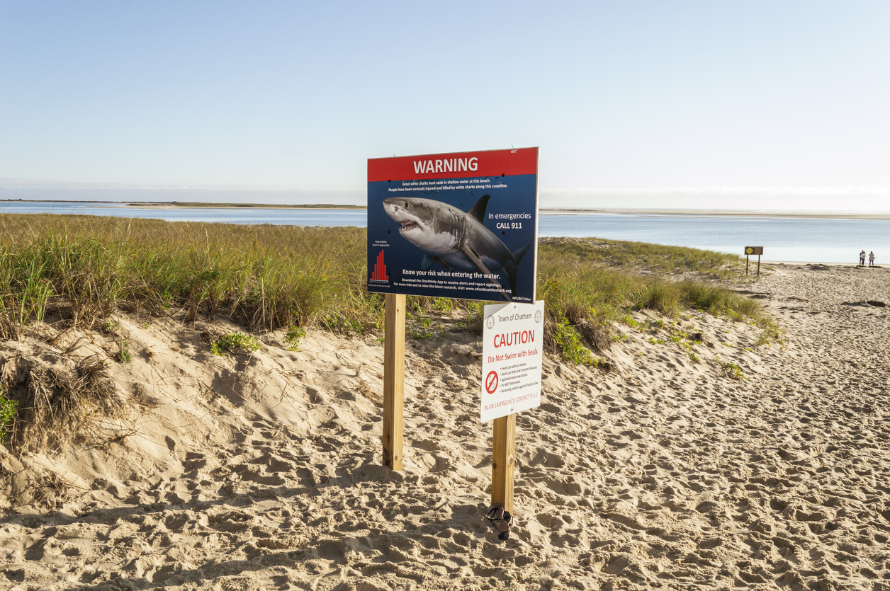 Les Dents de la mer à Cape Cod