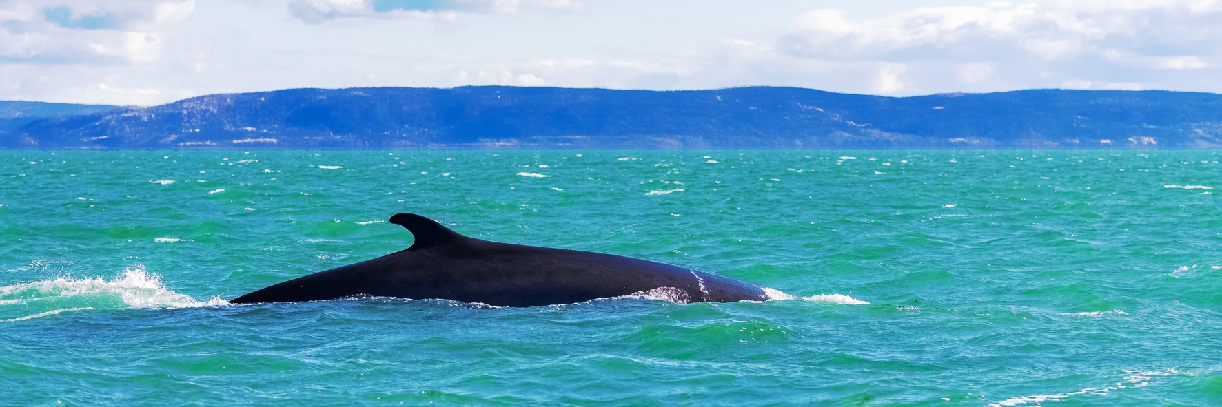 Le fleuve Saint-Laurent et ses baleines!