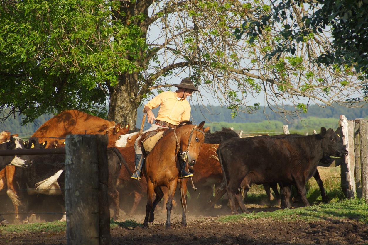 L’Argentine des gauchos