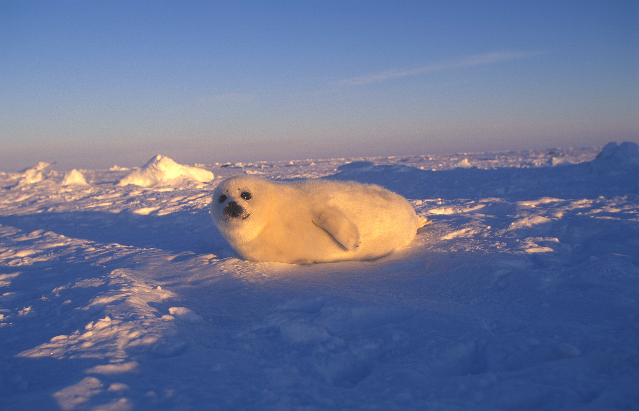 Odette Leblanc : Tante Emma et le loup-marin