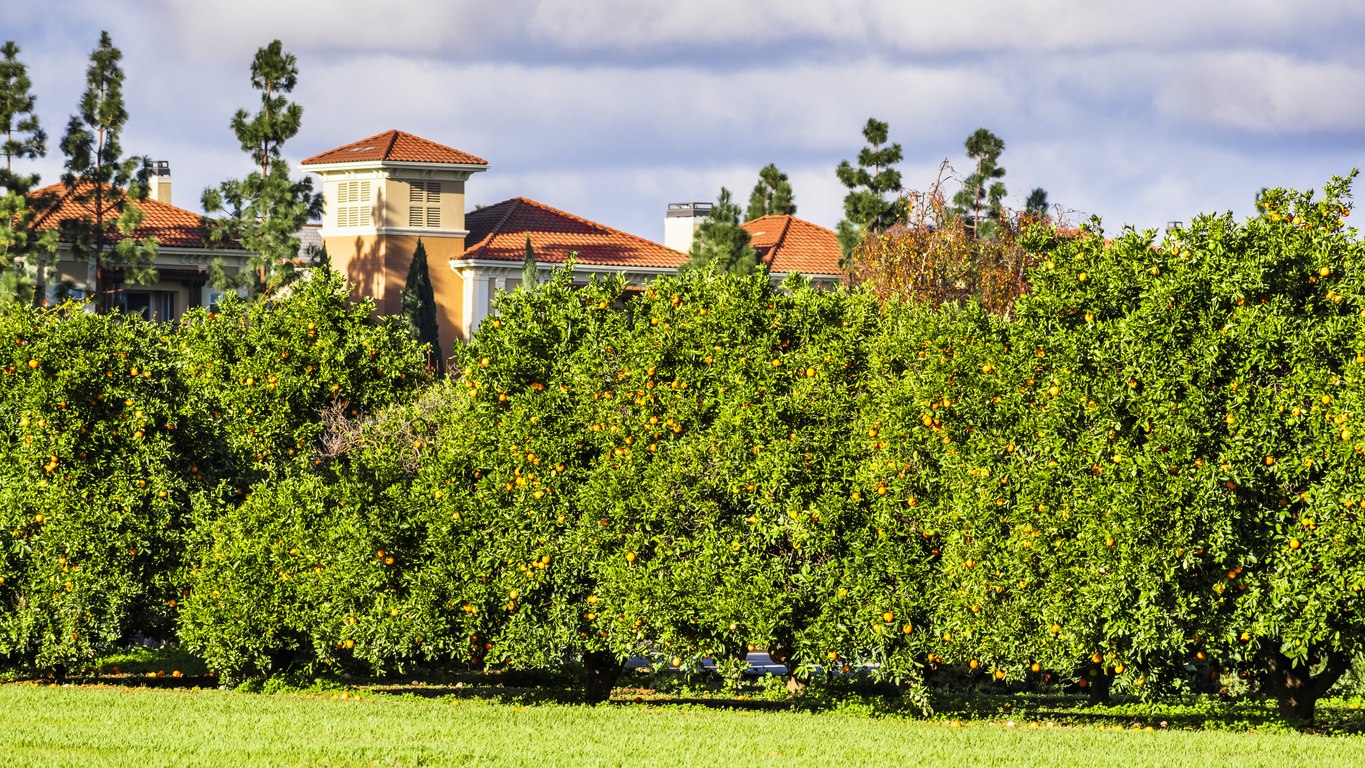 L’orange : symbole de la vitalité californienne