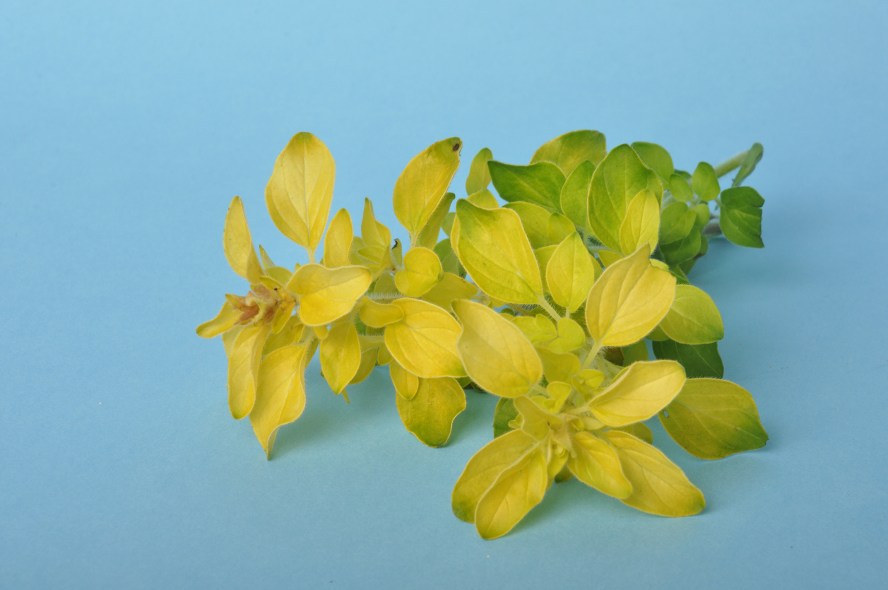 Herbes de Provence et bouquet garni