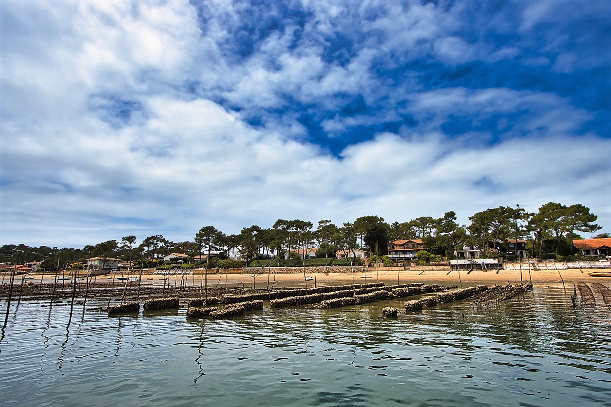 L’huître, reine du bassin d’Arcachon