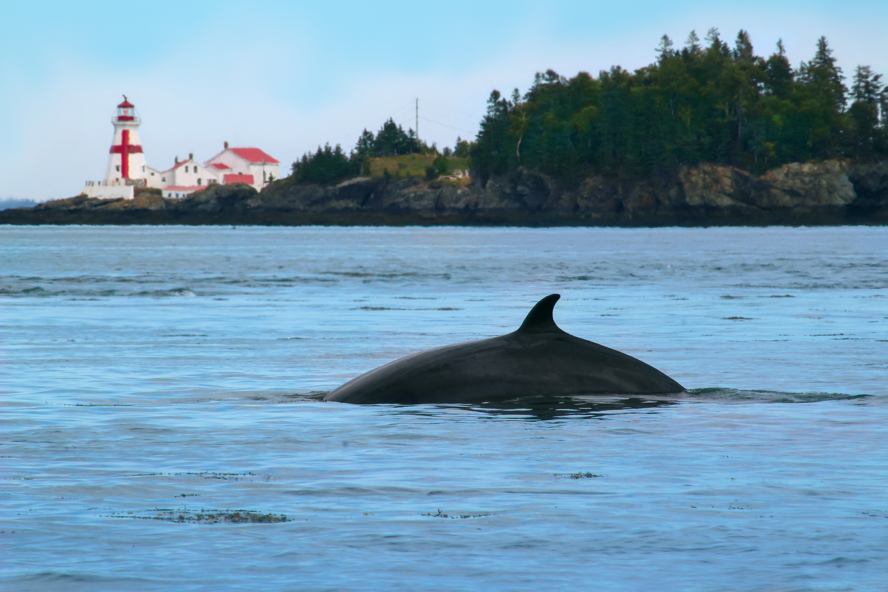 Les baleines de la baie de Fundy