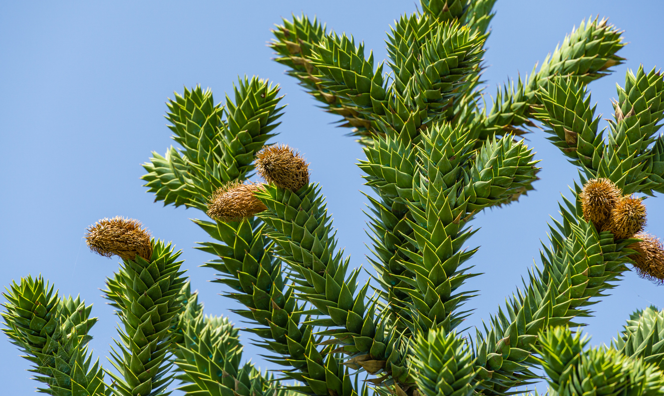 Branche de  pehuén, ou araucaria araucana ou encore araucaria du Chili. © iStock / Marina Denisenko