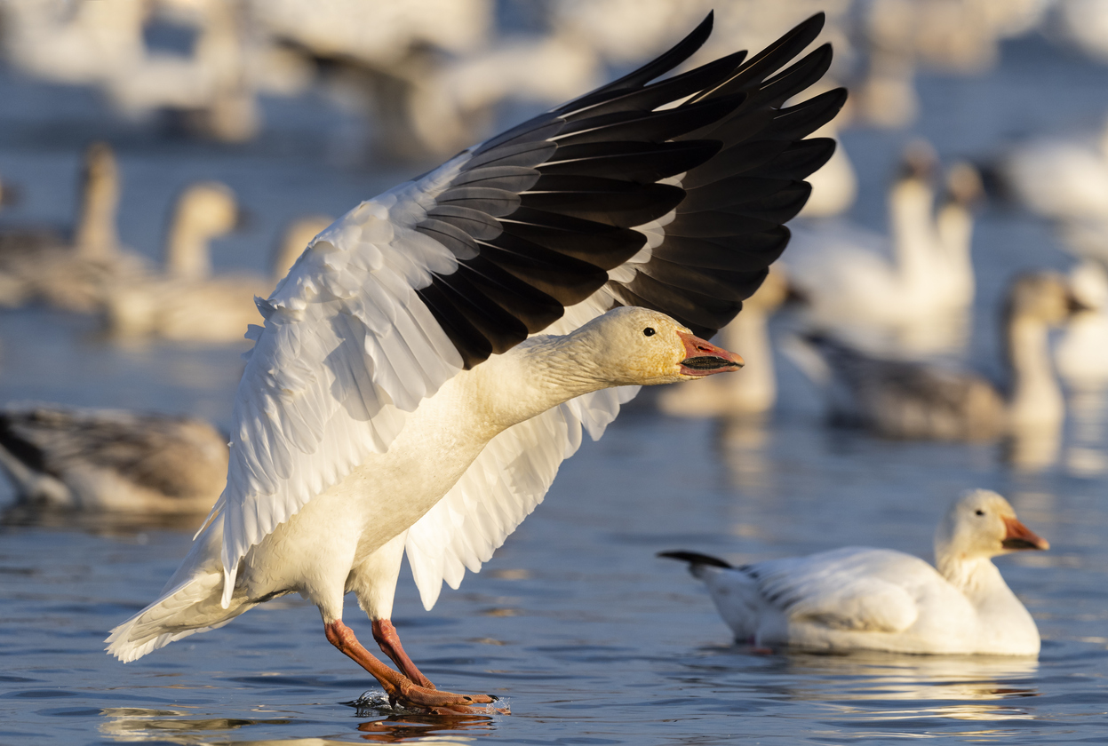 Festival de l’oie blanche