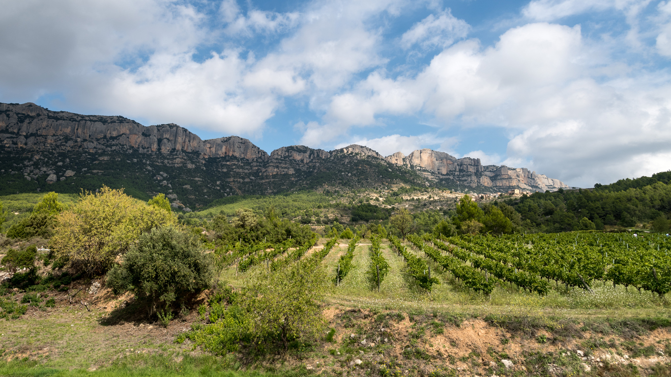 Vignobles à La Morera de Montsant , siège du Parc Naturel de la Sierra de Montsant, région du Priorat, Tarragone, Catalogne, Espagne.  © iStock / mabelgurb