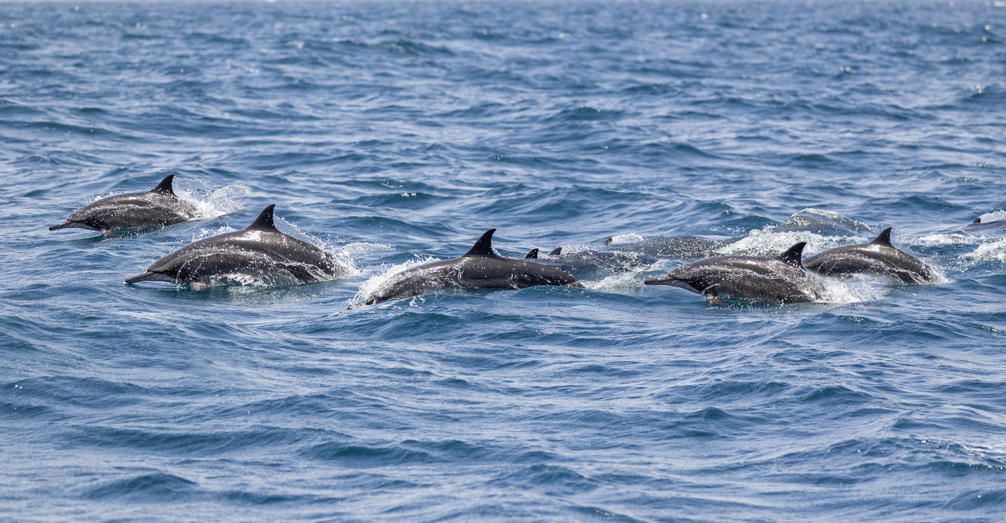 Un groupe de dauphins au large de Mascate à Oman © iStock / Matthew Starling