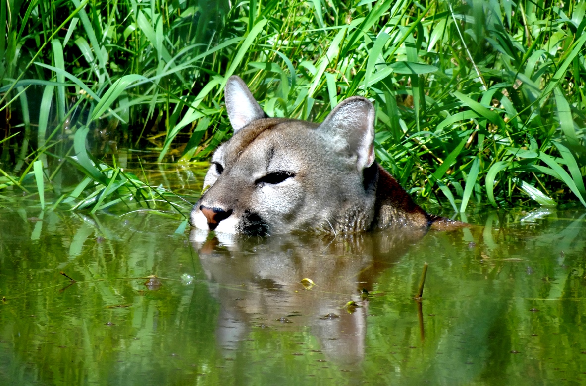 Trois Guyanes, trois destins