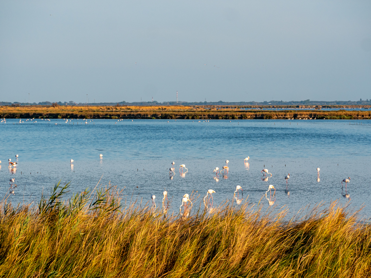  La lagune de Comacchio, delta du Pô. © iStock / Animaflora