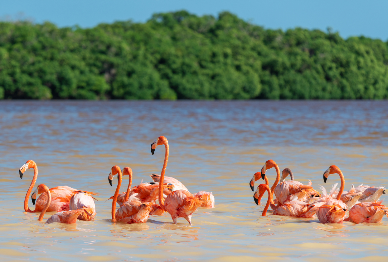 Flamands roses à Celestún, un village dans l'État de Yucatán.  © iStock / SL_Photography
