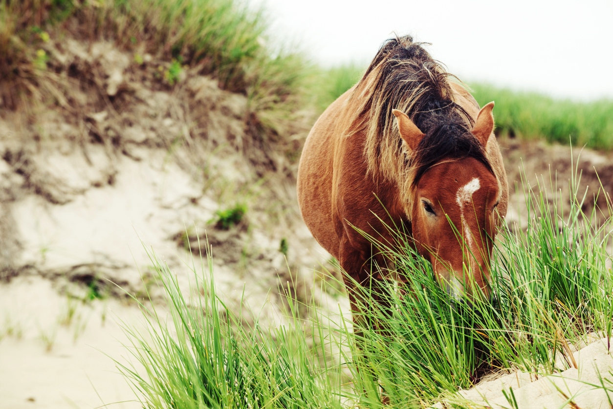 Cheval sauvage sur l'île de Sable, Nouvelle-Écosse, Canada  © iStock / Jewelsy