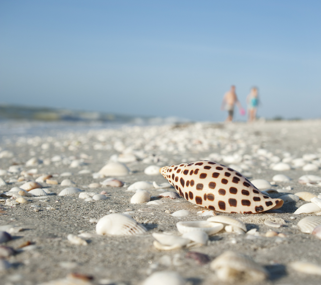 Pourquoi tant de coquillages sur Sanibel Island?
