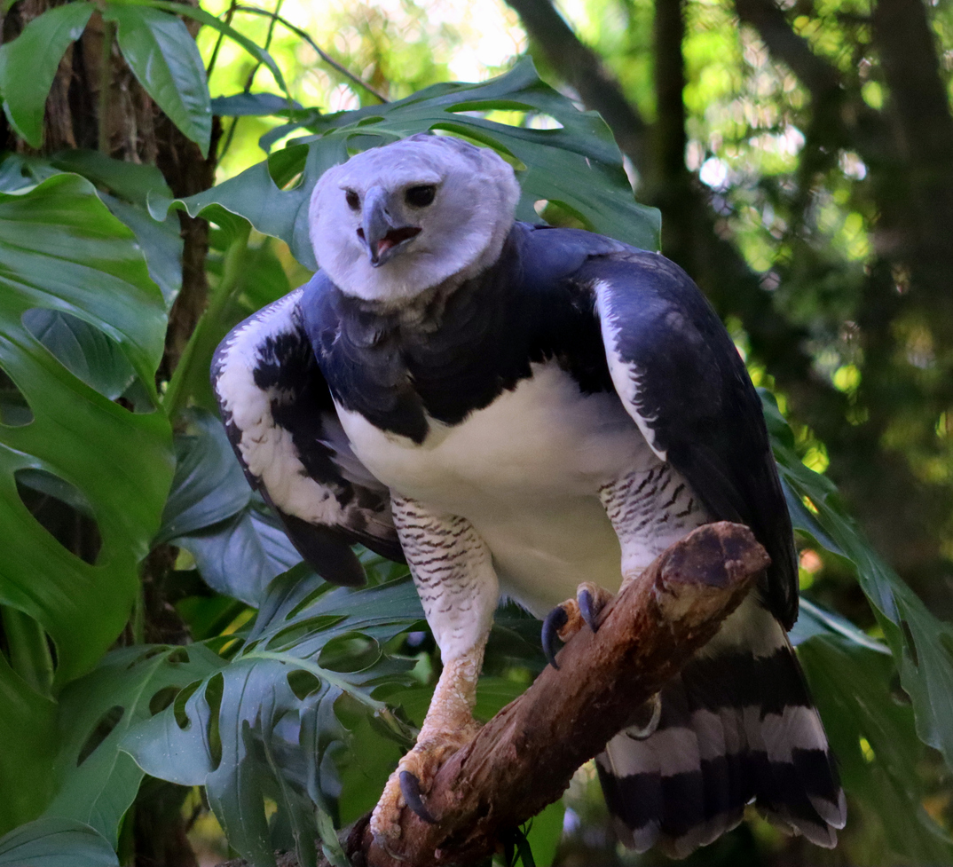 Aigle harpie ou harpie féroce © iStock / Colleen Bradley