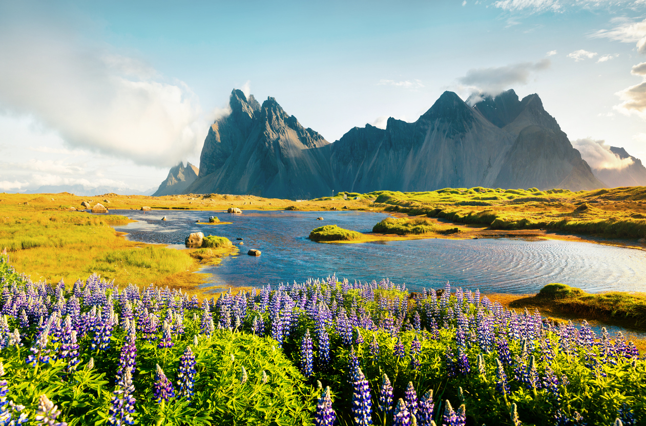 Lupins en fleurs sur le promontoire de Stokksnes avec la montagne Vestrahorn en arrière-plan, sud-est de l’Islande.  ©  iStock / Andrew_Mayovskyy