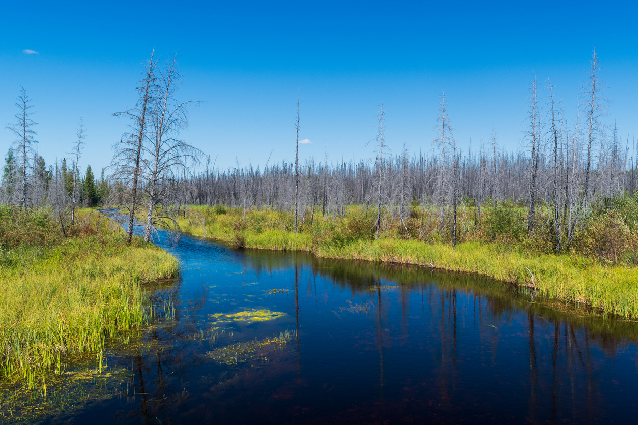 Rivière tranquille dans le parc national Wood Buffalo, Territoires du Nord-Ouest, Canada.  © iStock / T Schofield