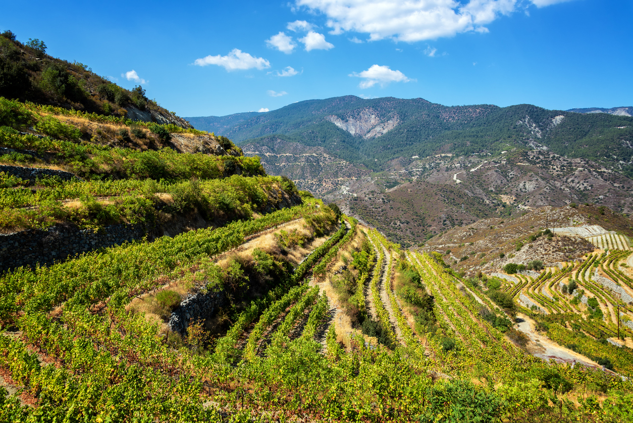 Vignoles à Chypre.  © iStock / DC_Colombia
