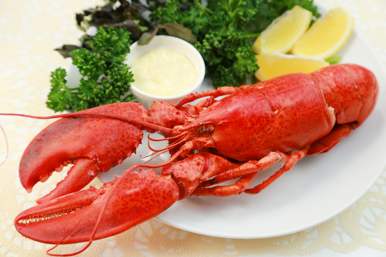 Le homard américain ( Homarus americanus)