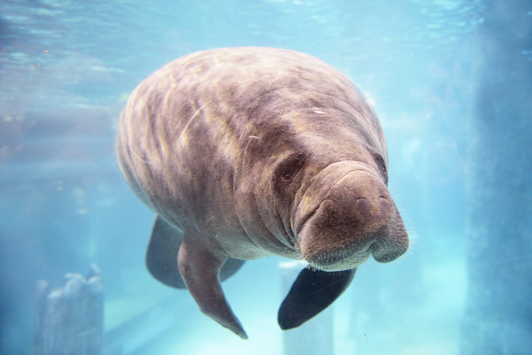 Une paisible sirène qui ne chante pas