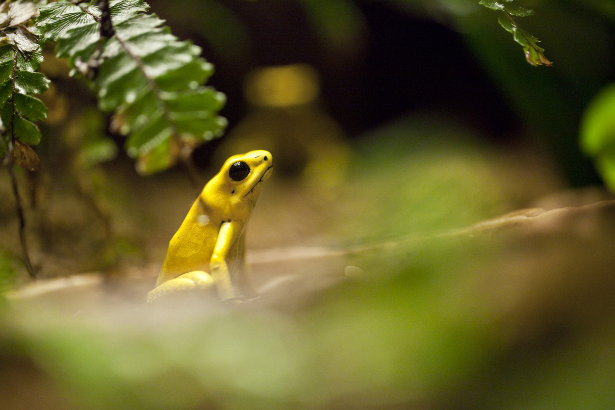 La grenouille dorée