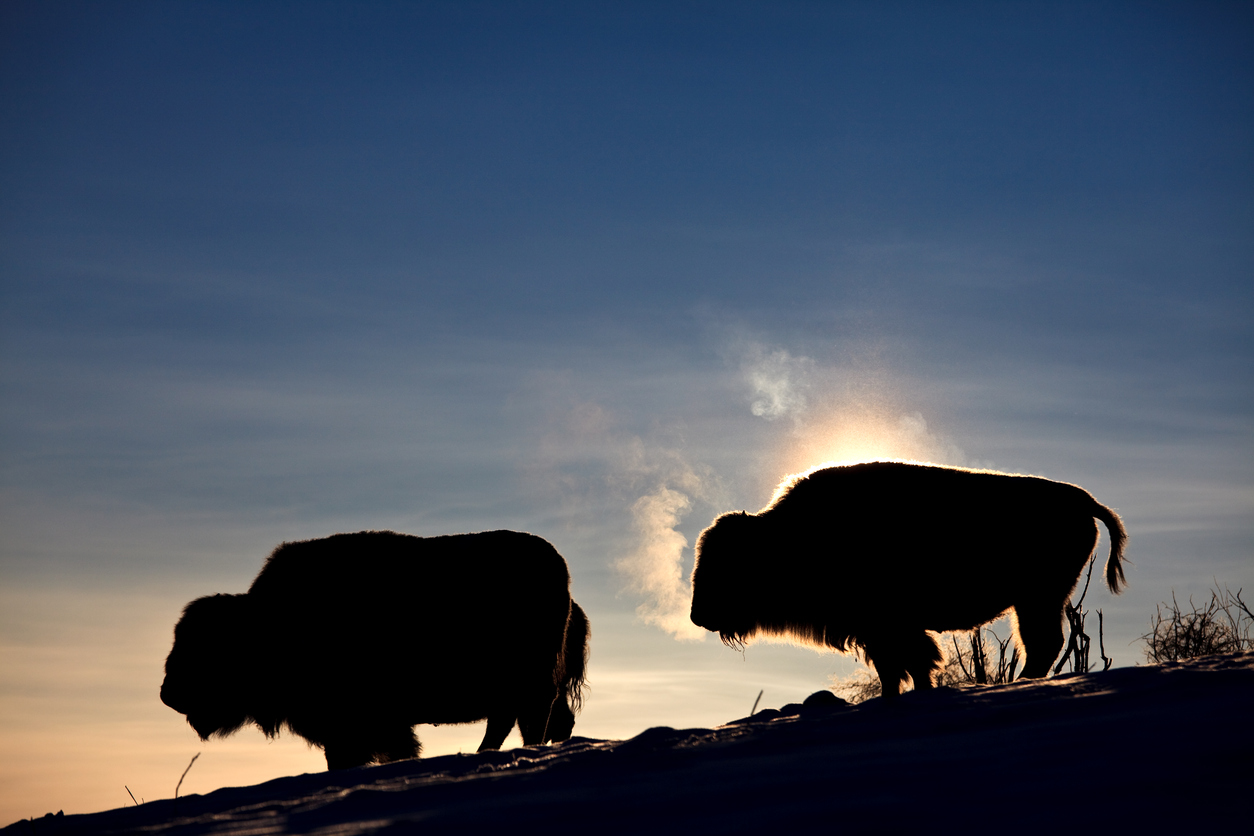 Bison des plaines, bison des bois et buffalo